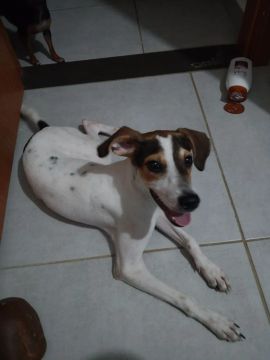 Doação de cachorro brincalhão 