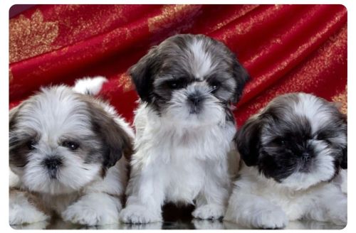 filhotes Shih Tzu 