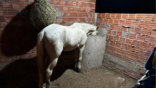 Cavalo de esteira 
