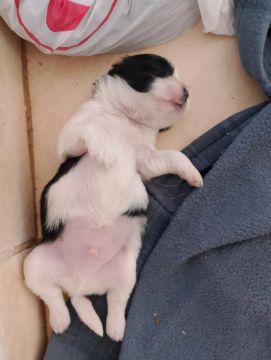 Filhote de cachorro disponível 