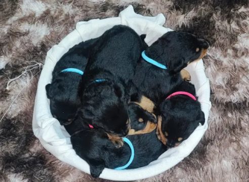 Filhotes de rottweiler's disponiveis