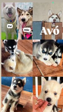 Filhotes de Husky siberiano 