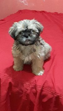Shih Tzu Fofo e sapato pra vc que procura um cãozinho 