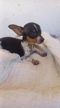 Pinscher fêmea 0