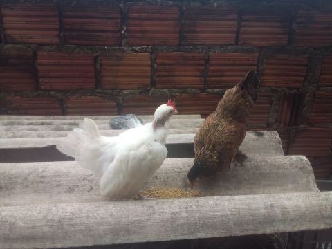Galinhas Garnizé