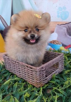 Lulusinho disponível-FOFO E MEIGO