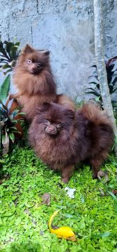 Spitz Alemão anão casal chocolate 9000,00