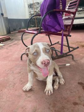 PIT MONSTER