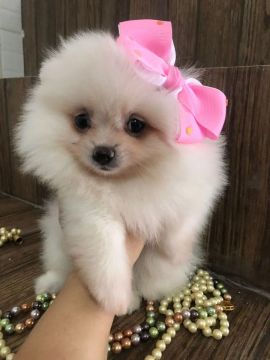 Lulu da  Pomeranian Spitz Alemão Fêmea 