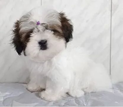 Shih-Tzu Macho Tricolor: Filhote Cheio de Encanto e Carinho!