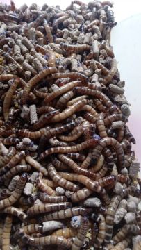 500 larvas de tenebrio gigante adultas