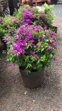 Mudas de Bougainvillea em Flor