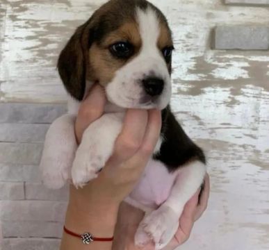 Filhote Beagle 