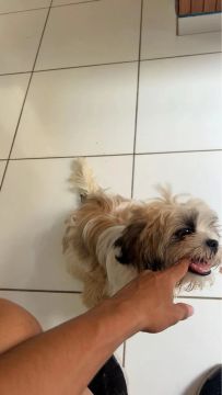 Shih Tzu Fofo Procurando Lar