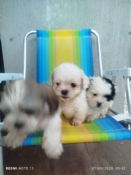 vendo filhotes de shihtzu