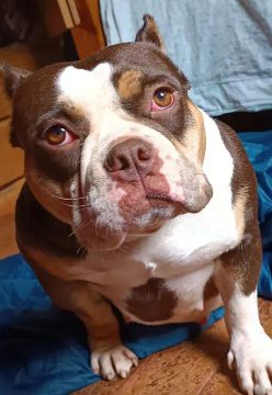 Américan Bully (Exótic)