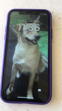 iPhone X