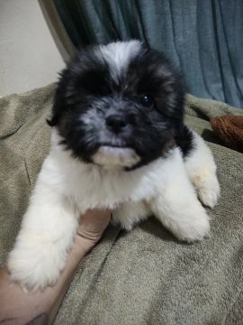 Shih Tzu macho