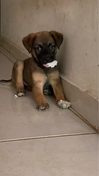 Estou doando cachorra fofinha e brincalhona
