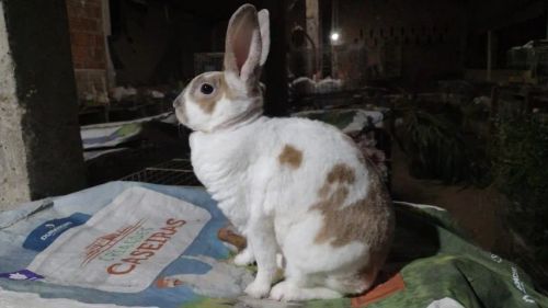 Reprodutores Coelho Mini Rex