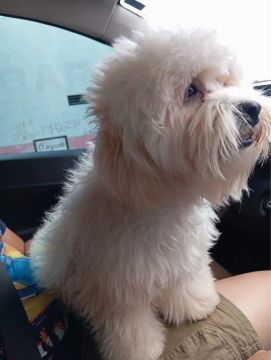 Filhote 1 aninho shitszu com poodle 
