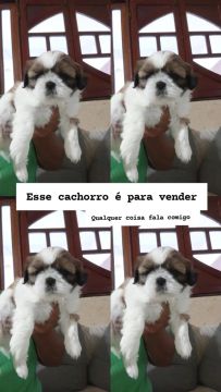 Cachorro 