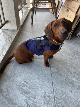 Dachshund Teckel mini procura namorada