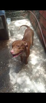 Vendo ou troco um pitbull puro 