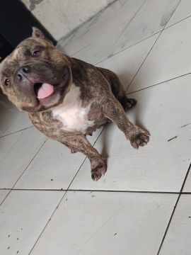 American Bully micro 