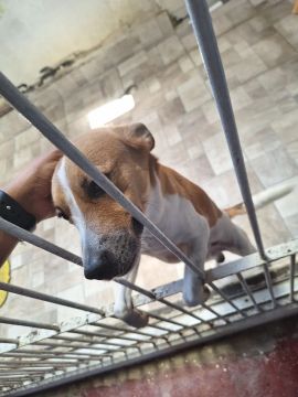 Cachorro para adoção