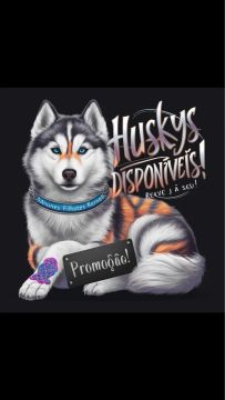 Husky Siberiano - Promoção!