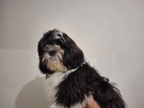 Macho