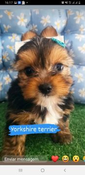 Yorkshire 