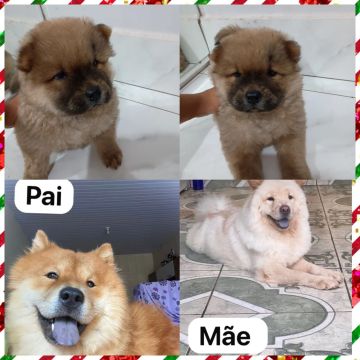 Filhotes Chow Chow puros