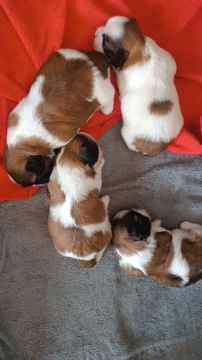 Filhotes Shih Tzu - Lindos e Carinhosos