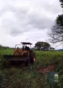 Arrendamento Fazenda 3.000 hectares no pantanal  Ótima oportunidade para pecuária