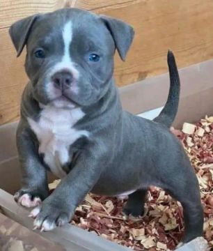 American Bully / Micros / Filhotes Disponíveis! 12 x