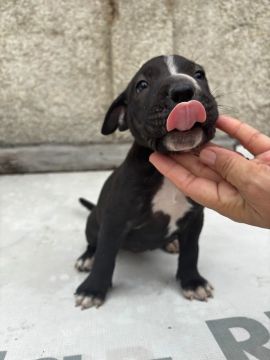 Pitbull
