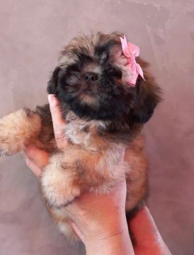 Filhote Shih Tzu 