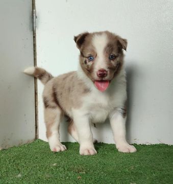 Filhote de Border Collie 