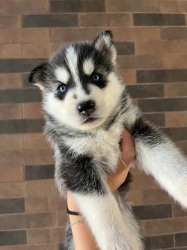 Filhotes Husky Siberiano