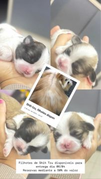 Shih Tzu Lindos e Saudaveis