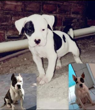 Filhote de Pitbull