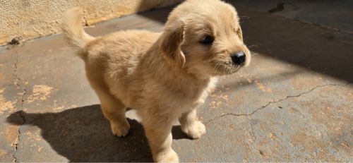 Filhote Golden Retriever (Macho)