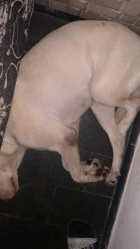 Labrador fêmea 
