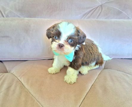 Macho shih tzu mini canil registrado e brindes 