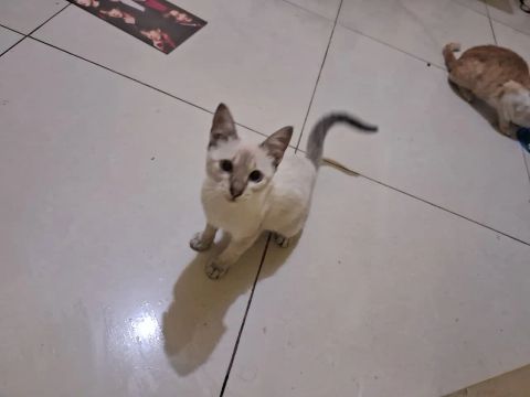 Doação de gatinha