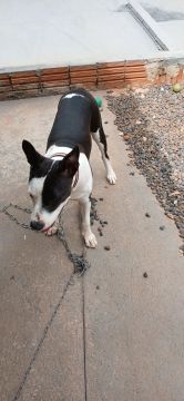 Cachorra