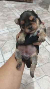 Yorkshire Terrier Fêmea Filhote 