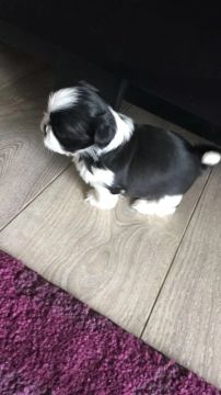 Shih Tzu: Charme e Doçura em um Pequeno Grande Cão!
